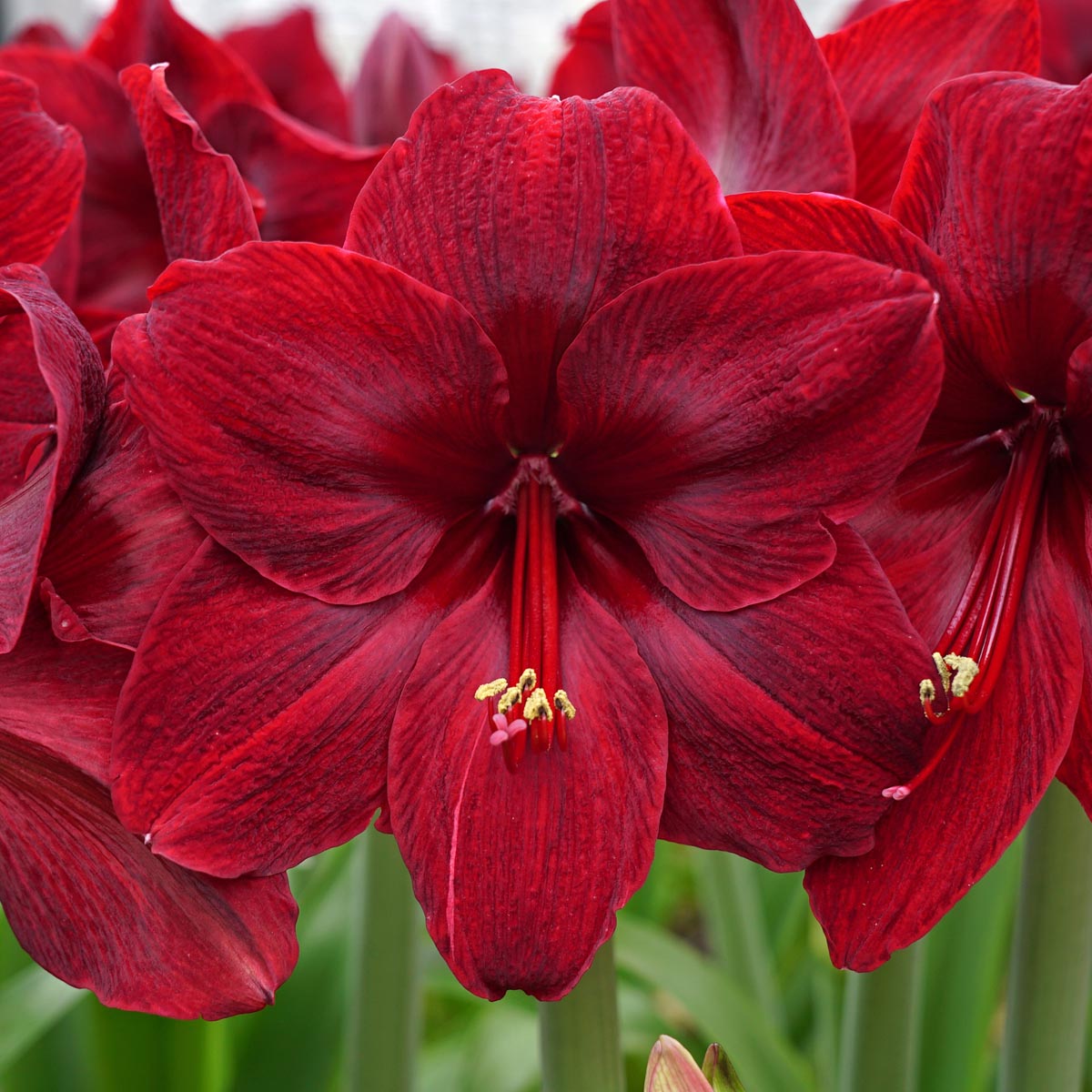 Amaryllis Red Pearl - Amaryllis - Fluwel