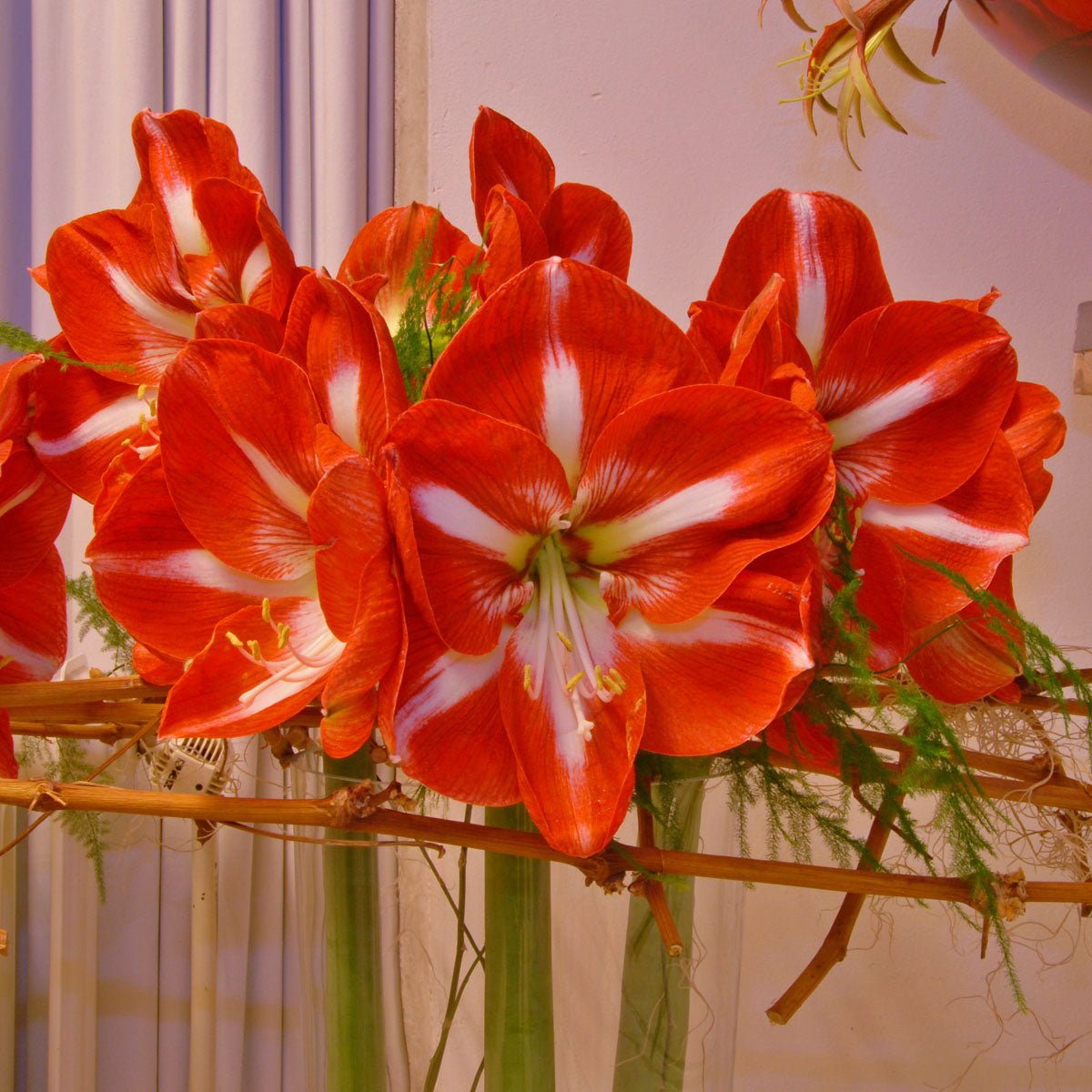 Amaryllis Stargazer - Amaryllis - Fluwel