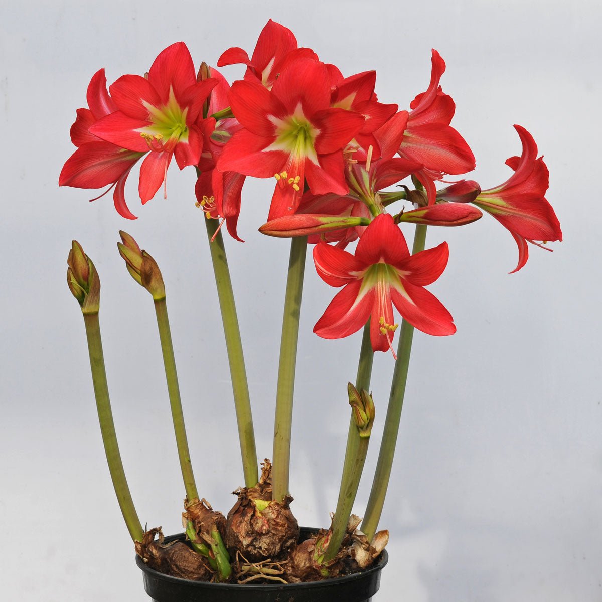 Amaryllis Garden Striped (Hippeastrum) | per 3 pieces
