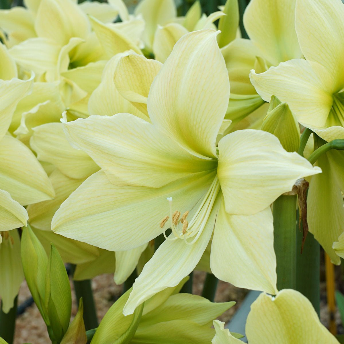Amaryllis Yellow Star - gele amaryllis - Fluwel