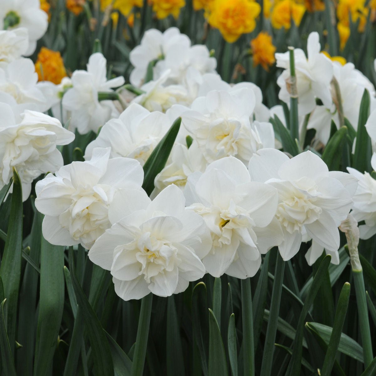 Androcles - Narcissus - Fluwel