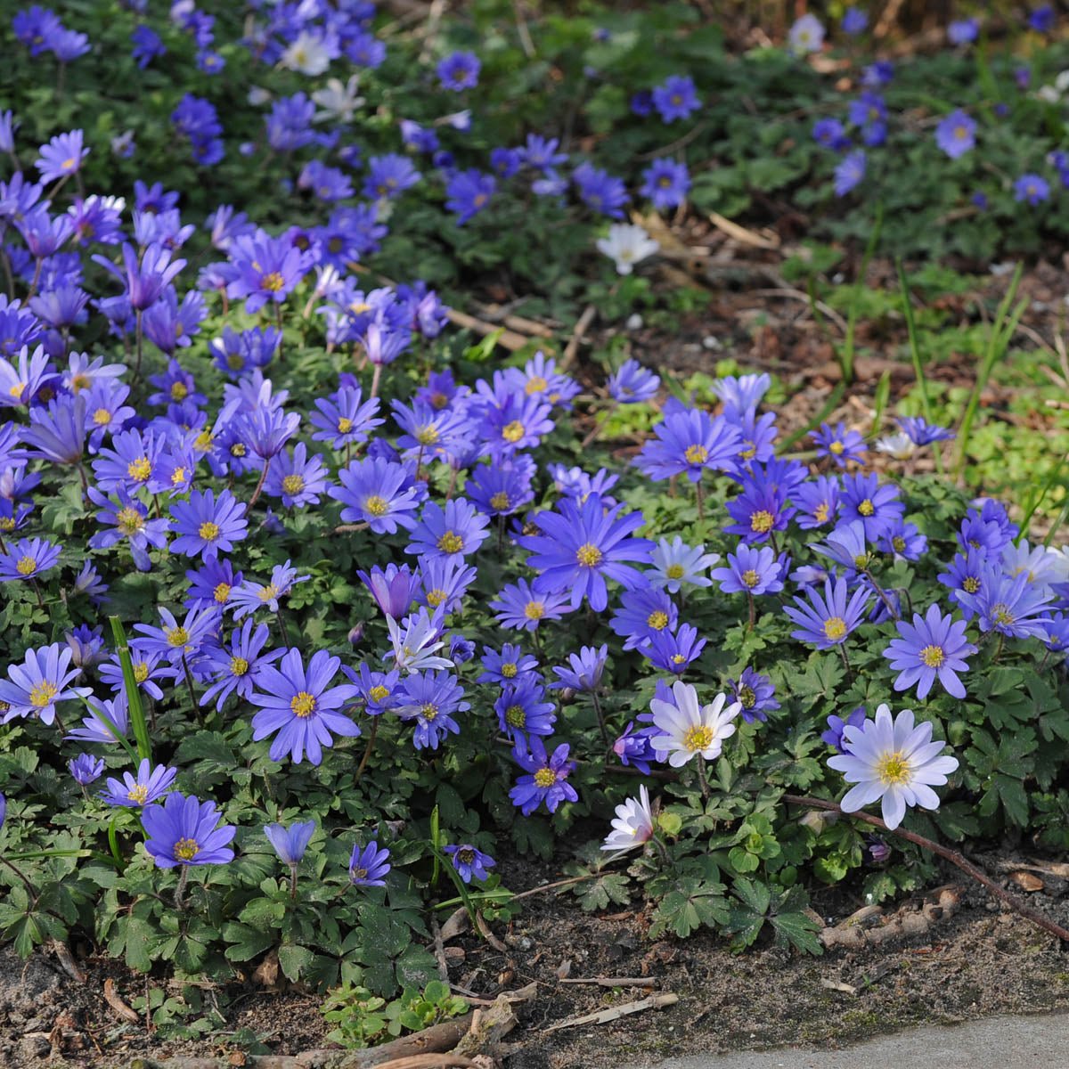 Anemone blanda Blue Shades - Spring specialty bulbs - Fluwel