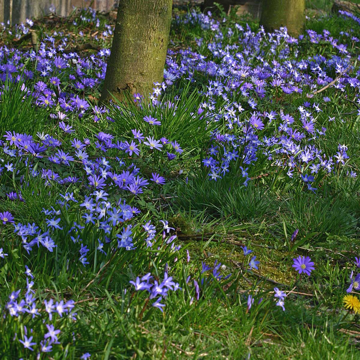 Anemone blanda Blue Shades - Spring specialty bulbs - Fluwel