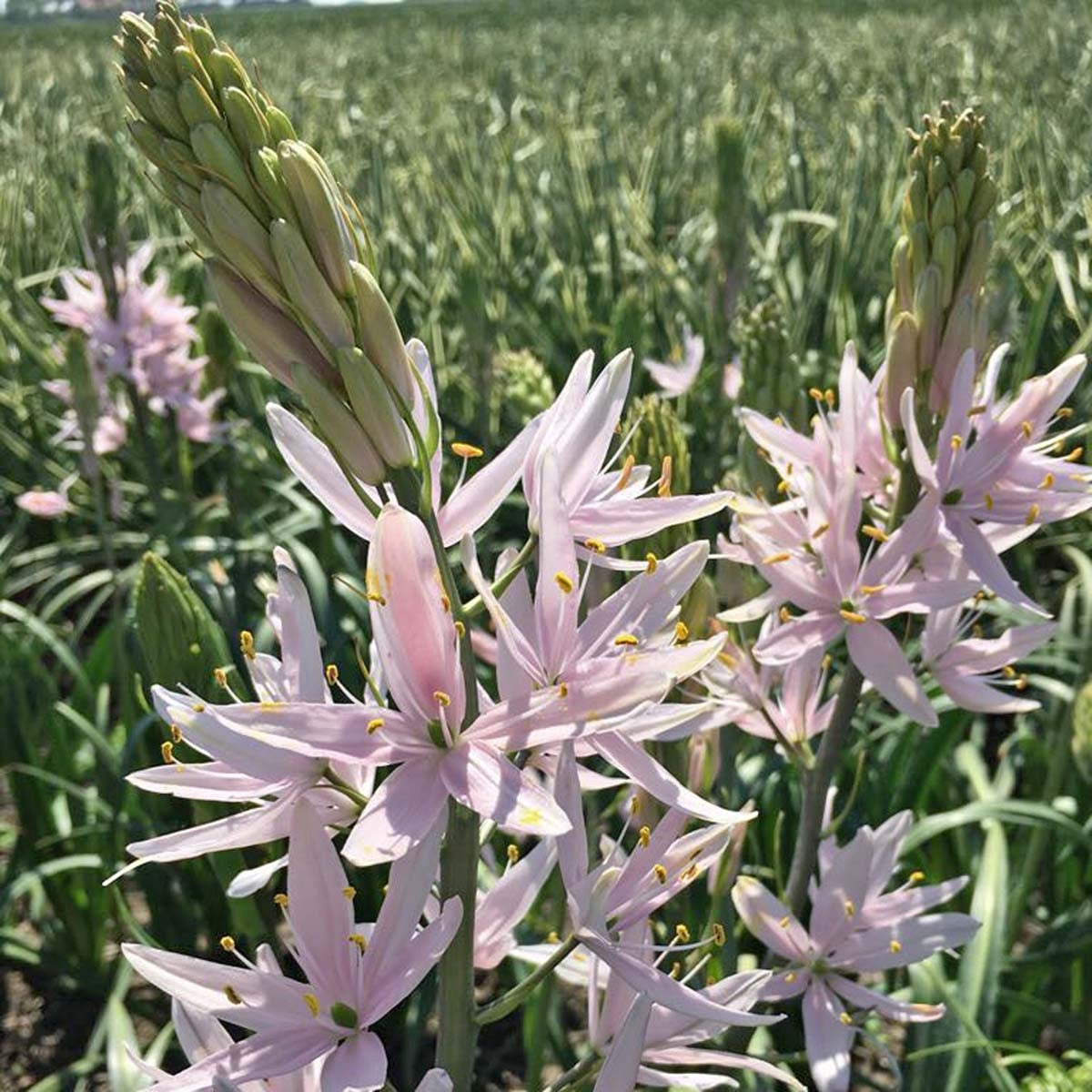 Camassia leichtlinii soft pink