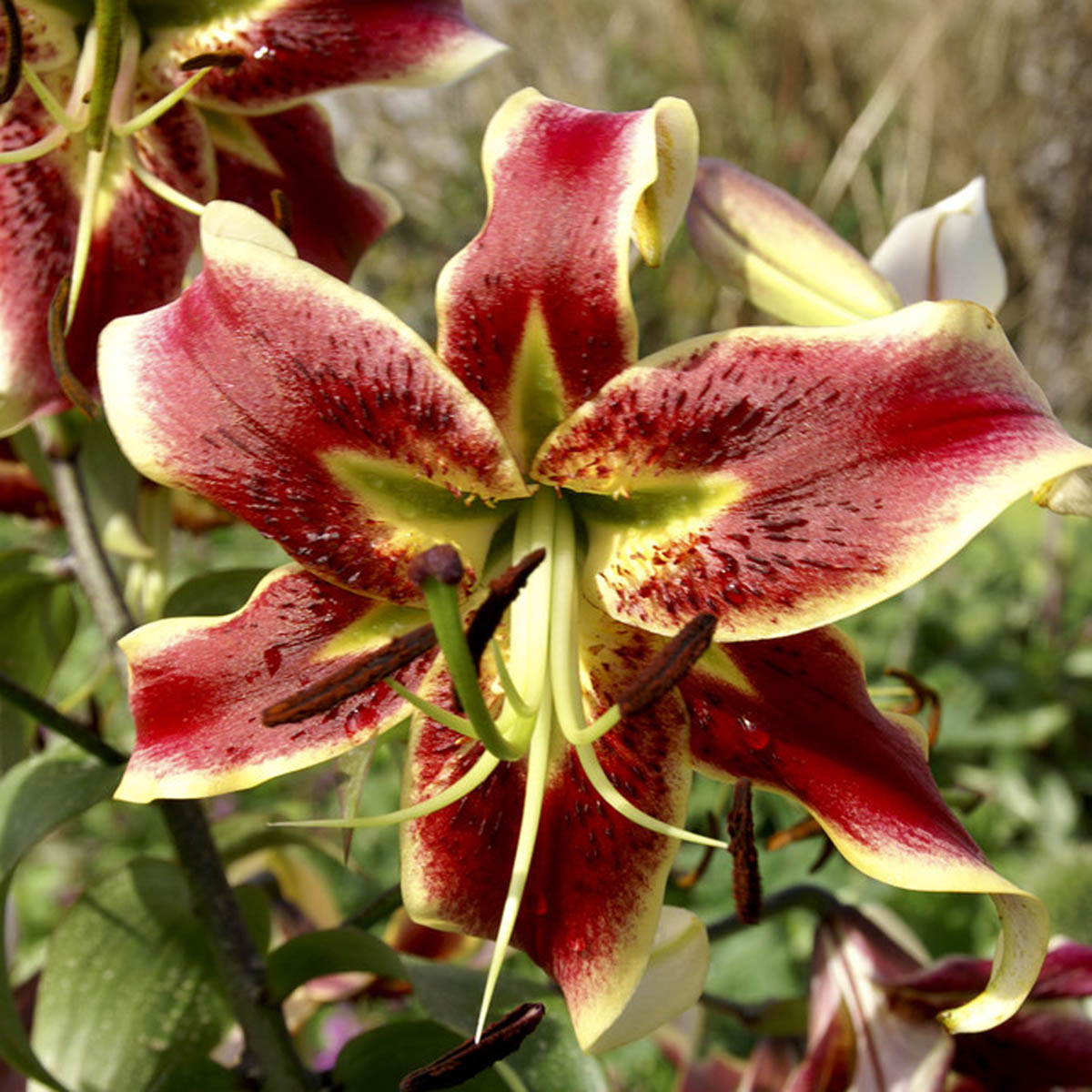 Lilium Scheherazade