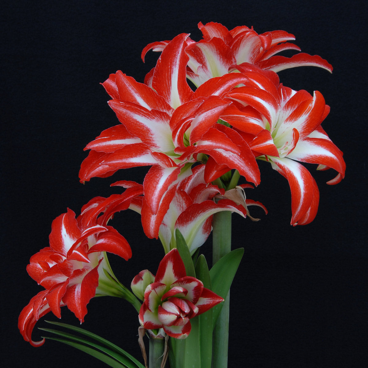 Amaryllis Splash