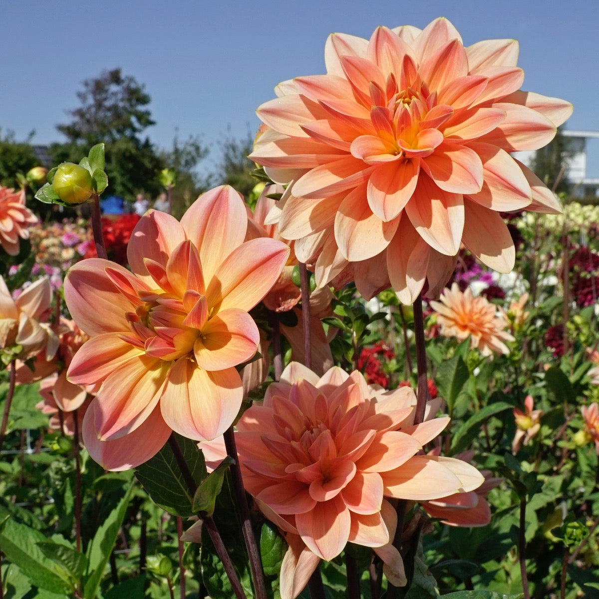 Dahlia Mister Frans