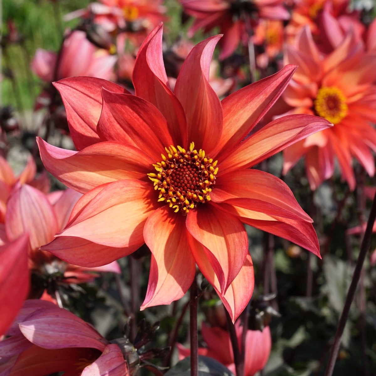 Dahlia Waltzing Mathilda