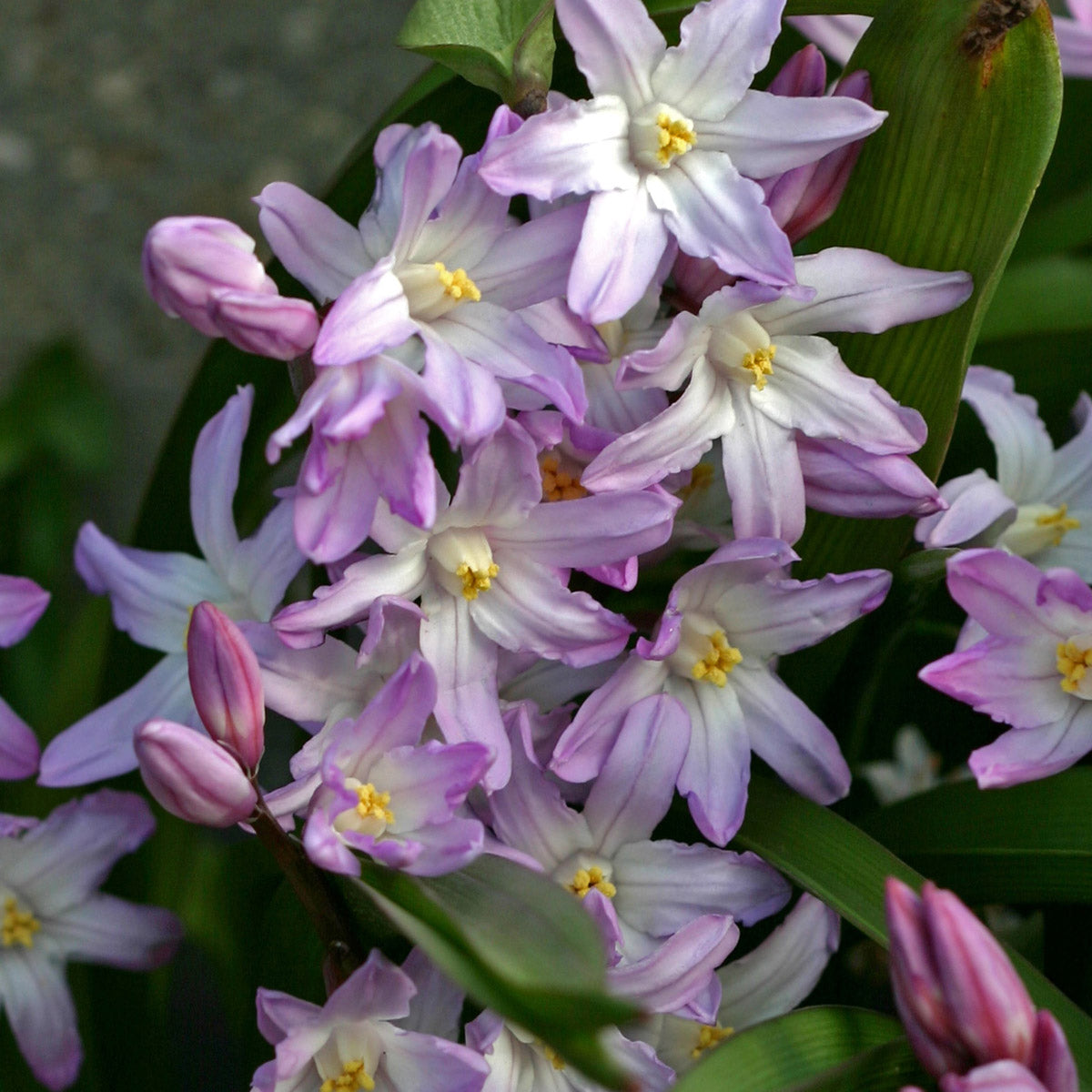 Chionodoxa forbesii Pink Giant