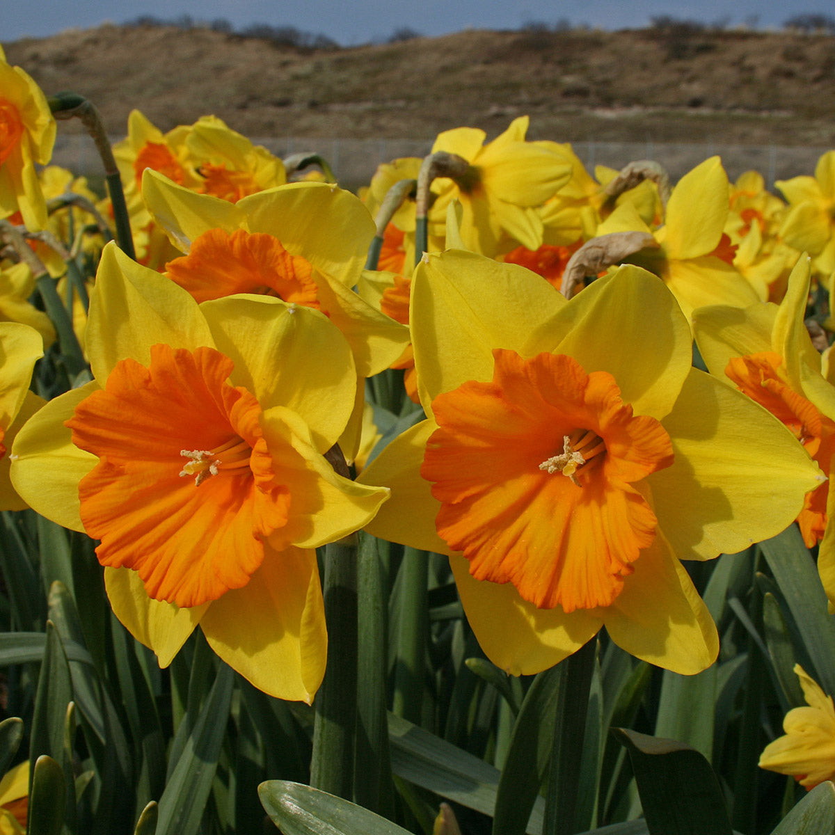 Narcissus Pride of Lions