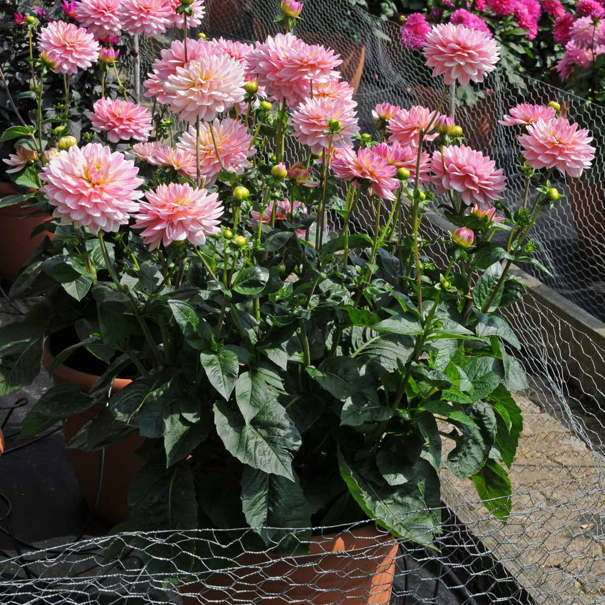 Dahlia Pink Magic