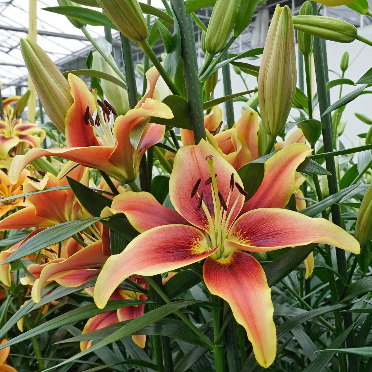 Lilium Avalon Sunset (OAO)