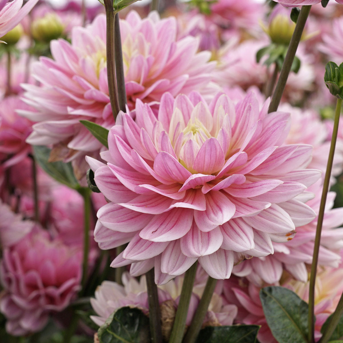 Dahlia Pink Magic