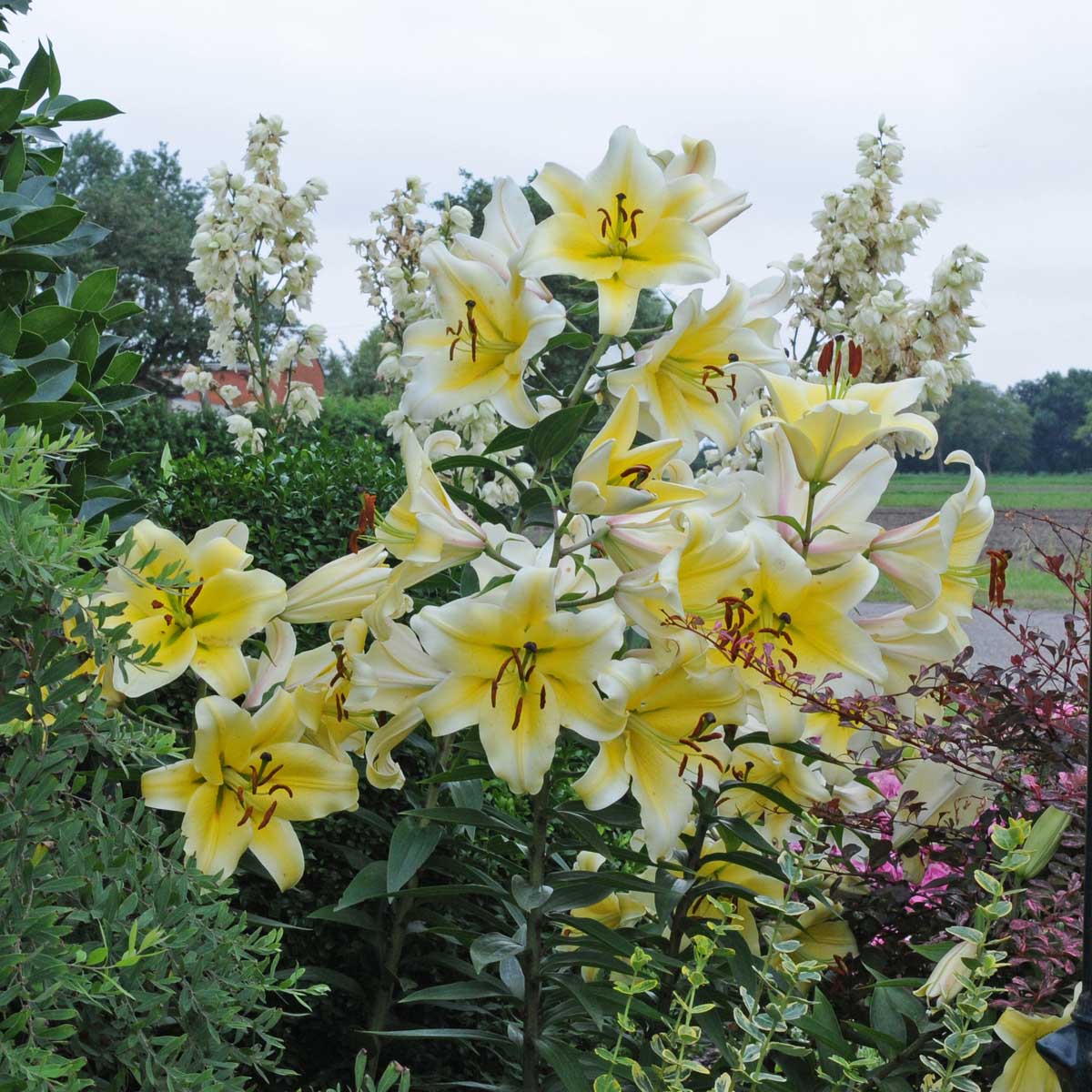 Lilium Conca d'Or