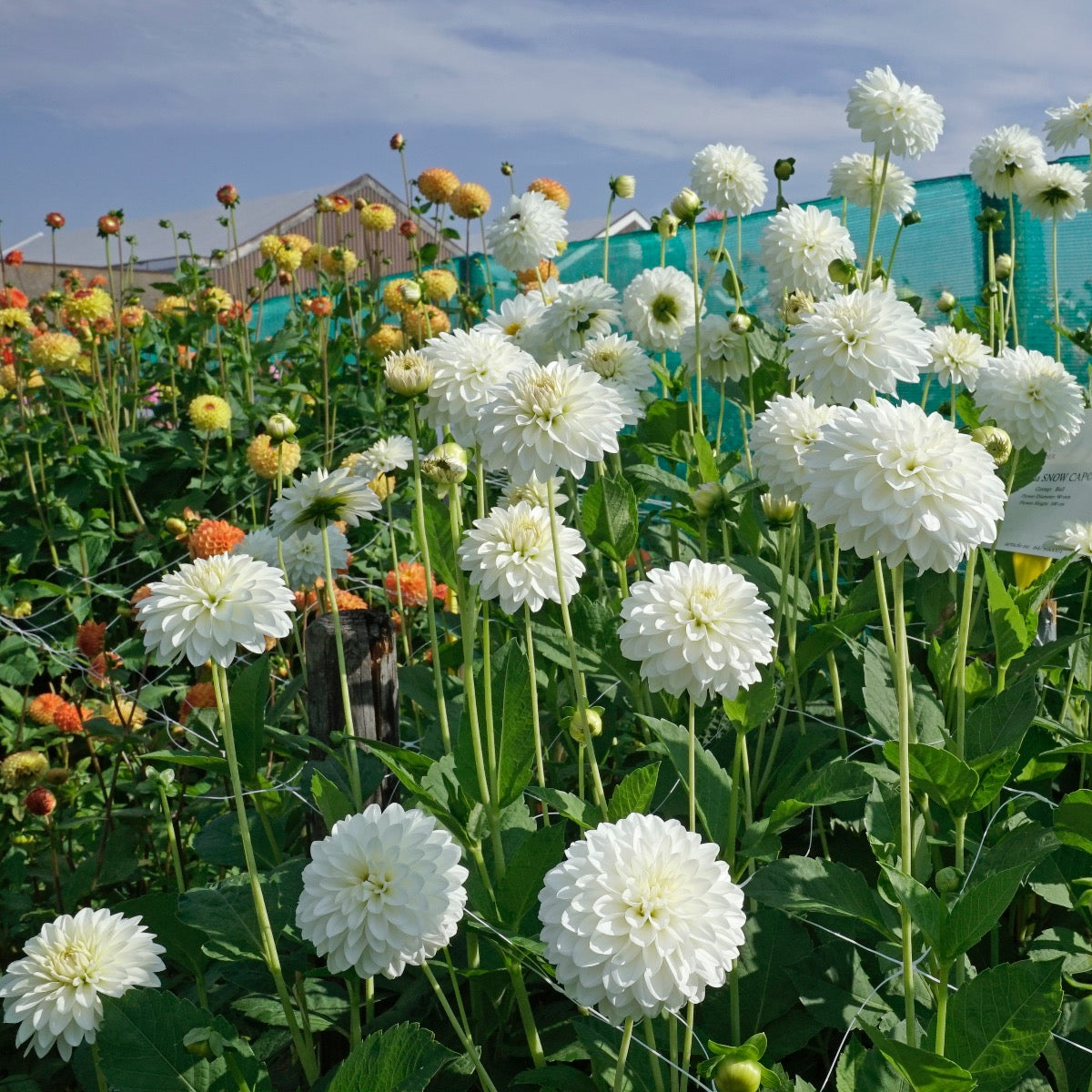 Dahlia Snow Cap