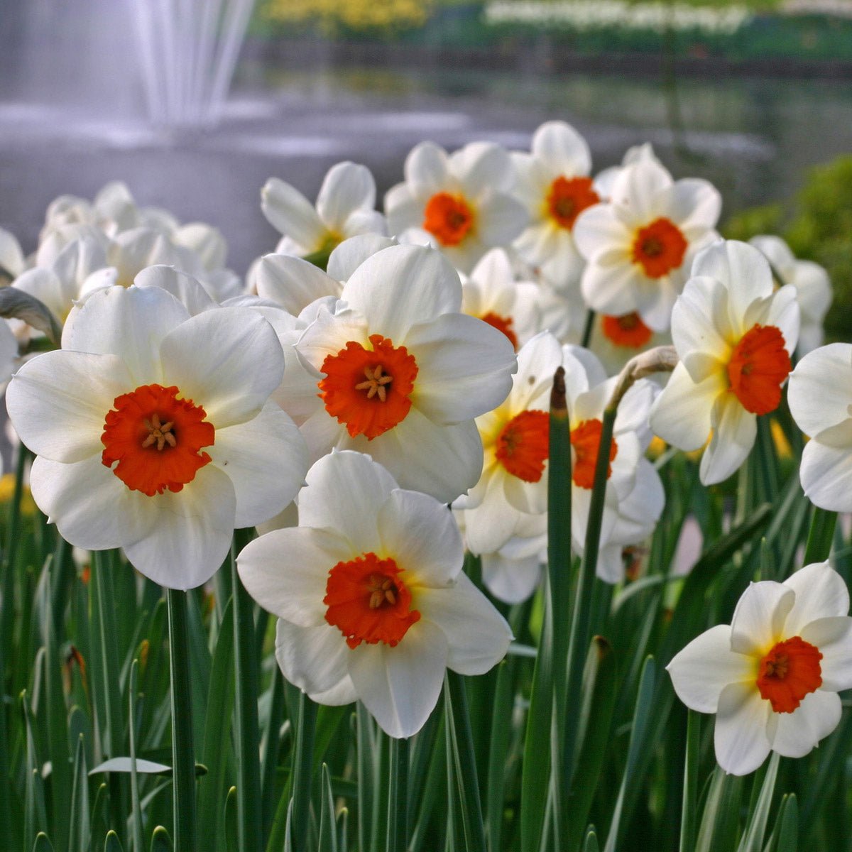 Barret Browning - Narcissus - Fluwel