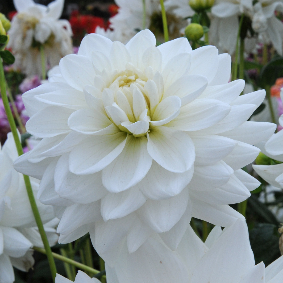 Dahlia Eternal Snow