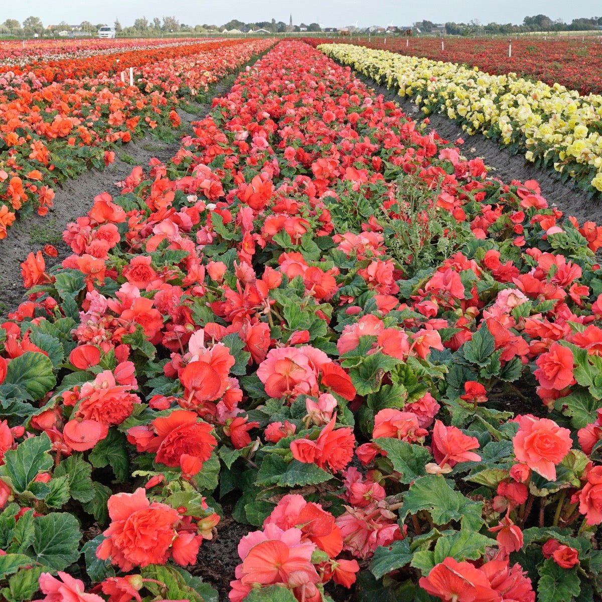 Begonia Ruffled Pink - Begonias - Fluwel
