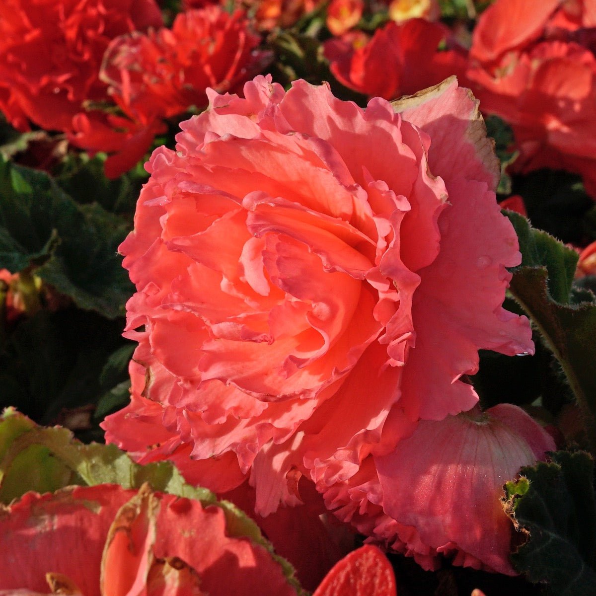 Begonia Ruffled Pink - Begonias - Fluwel