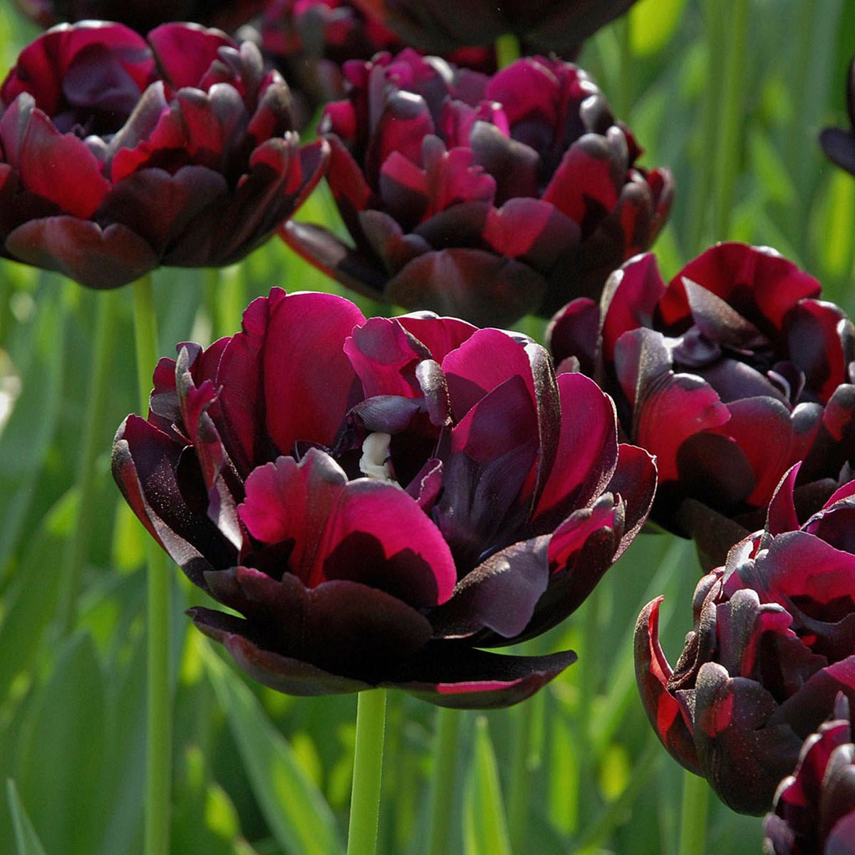 Black Hero - Tulips - Fluwel