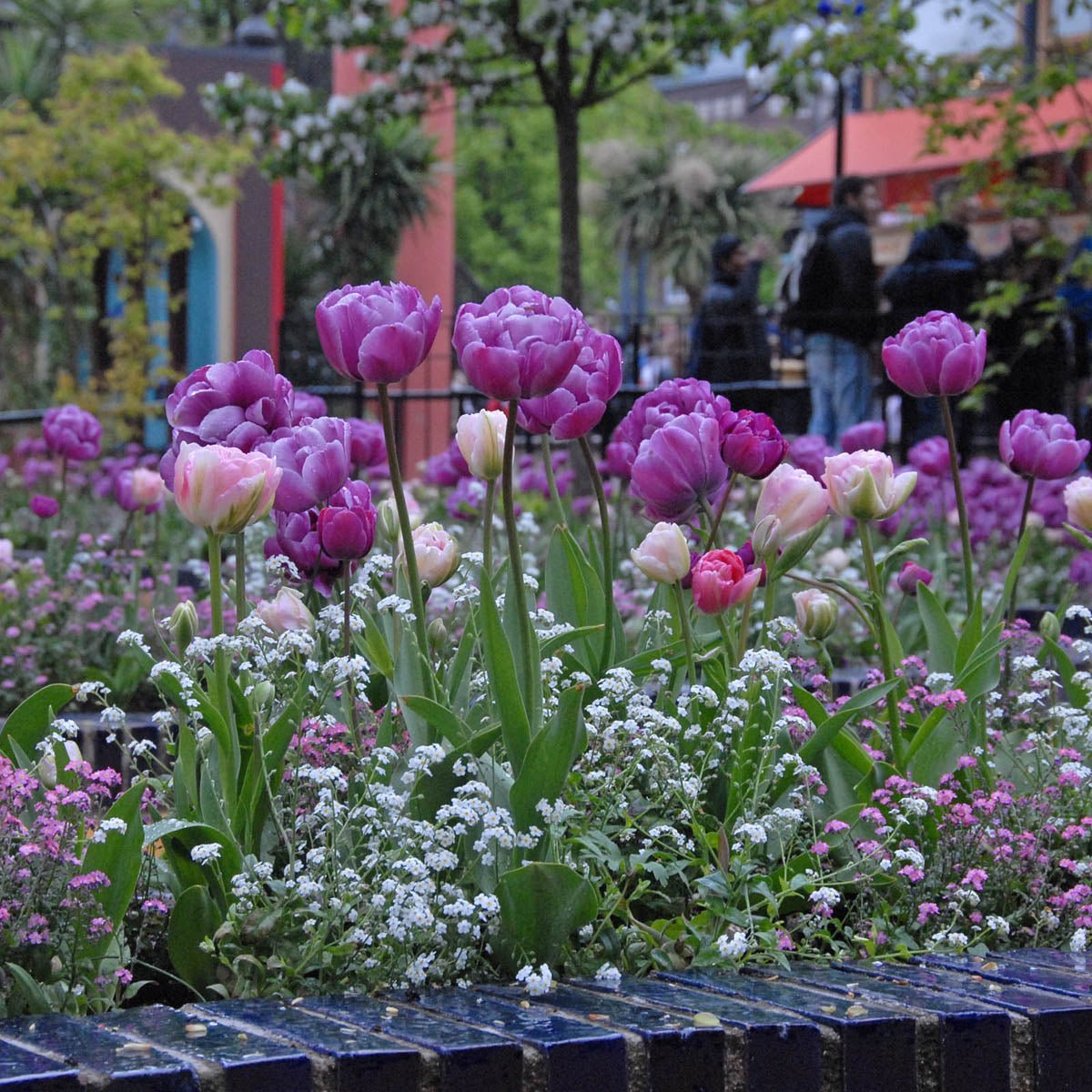 Blue Diamond - Tulips - Fluwel