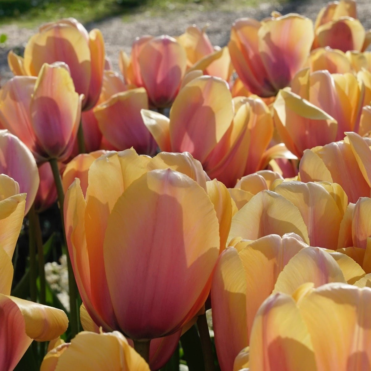 Blushing Impression - Tulips - Fluwel