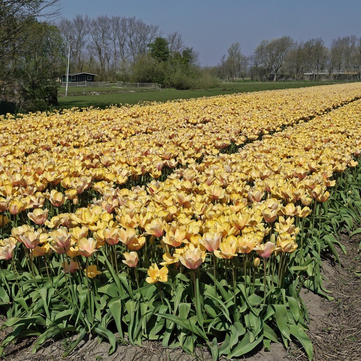 Blushing Impression - Tulips - Fluwel