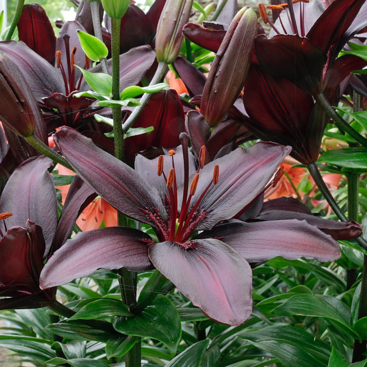 Lilium Blackstone