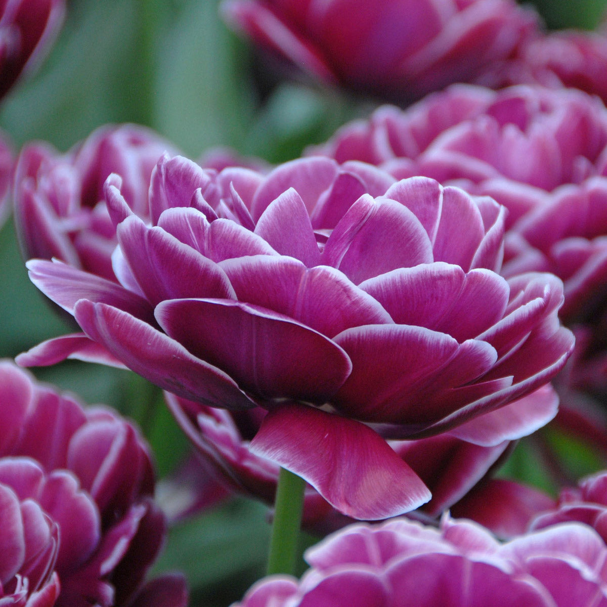 Tulip Dream Touch (Tulipa) per 20 bulbs Fluwel