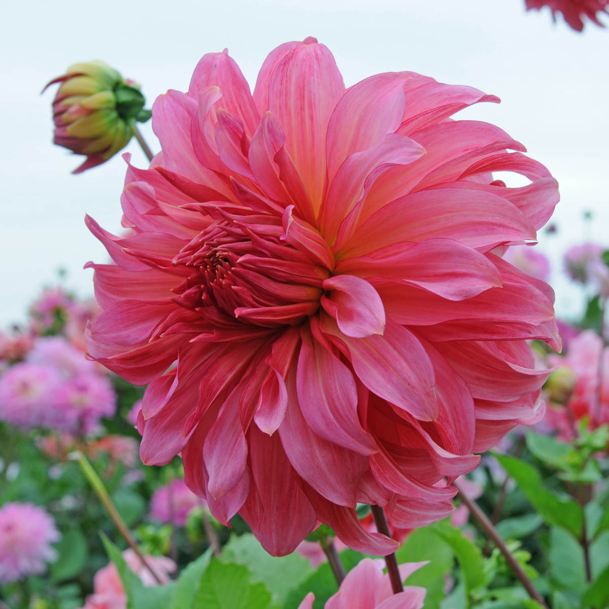 Dahlia Islander