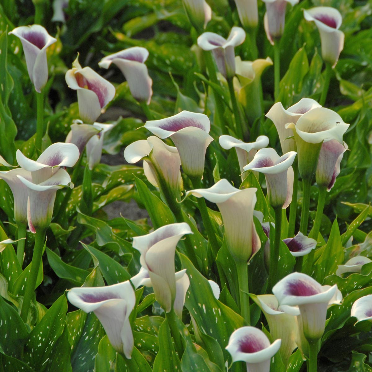 Zantedeschia Picasso