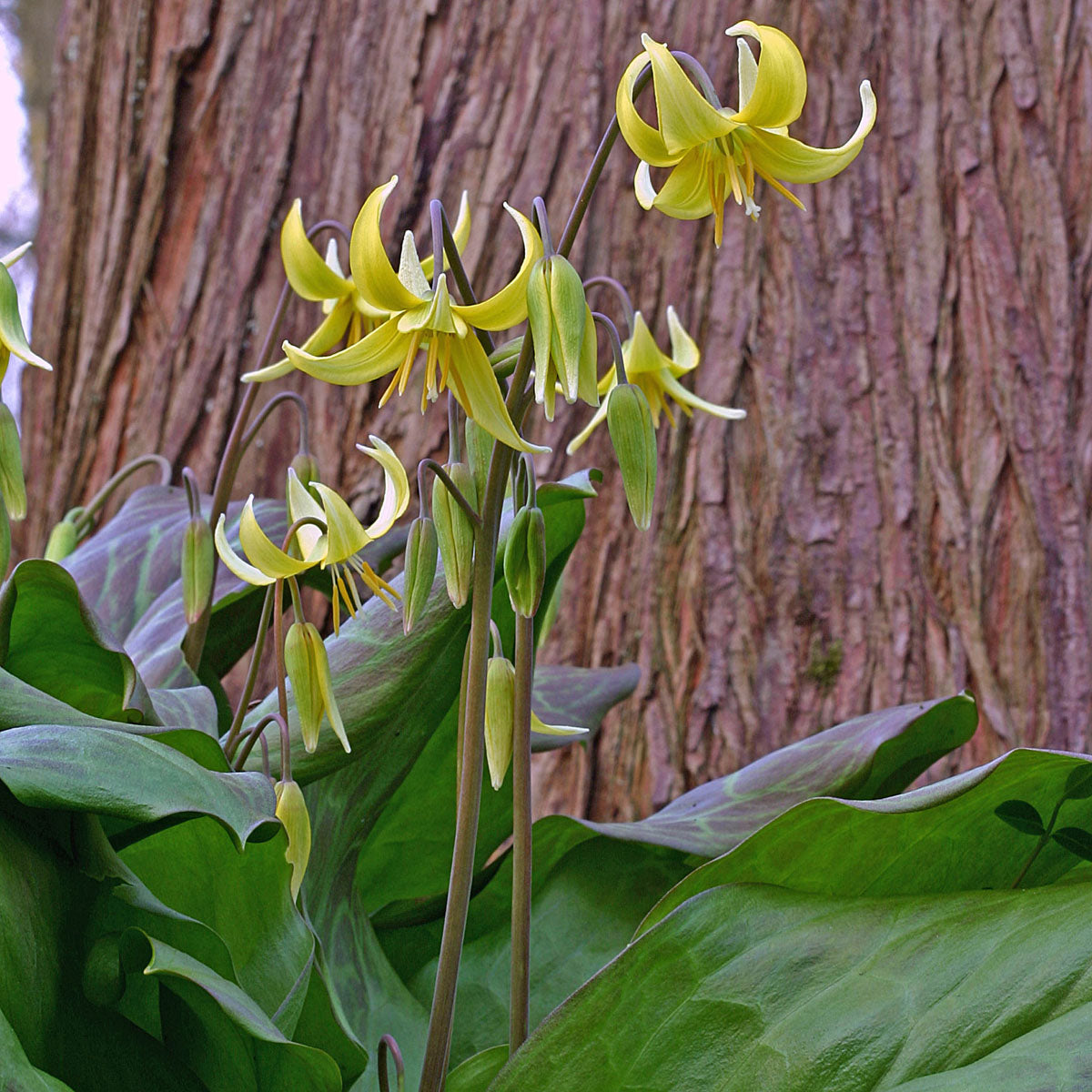 Erythronium Pagoda