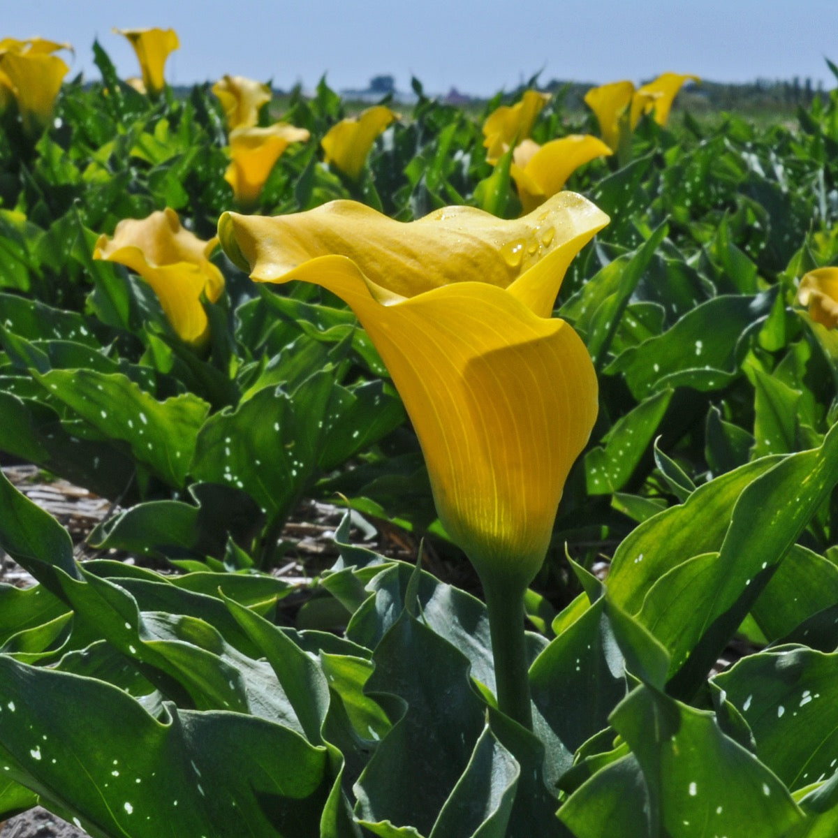 Zantedeschia Captain Solo