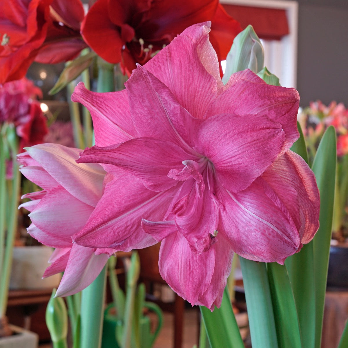 Amaryllis Candy Nymph