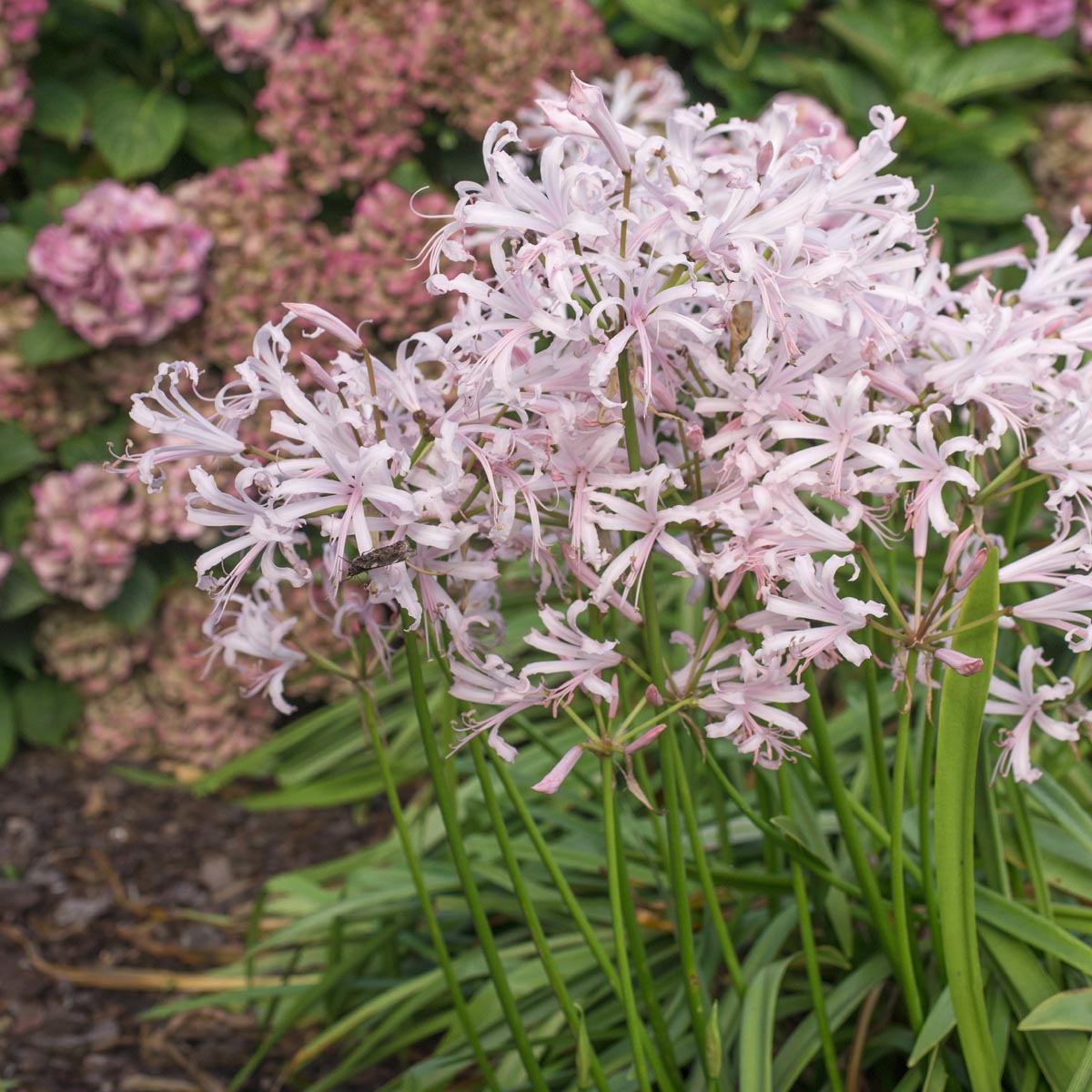 Nerine bowdenii store