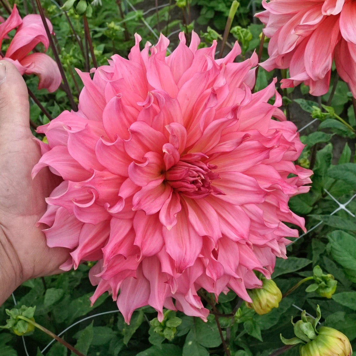 Dahlia Islander