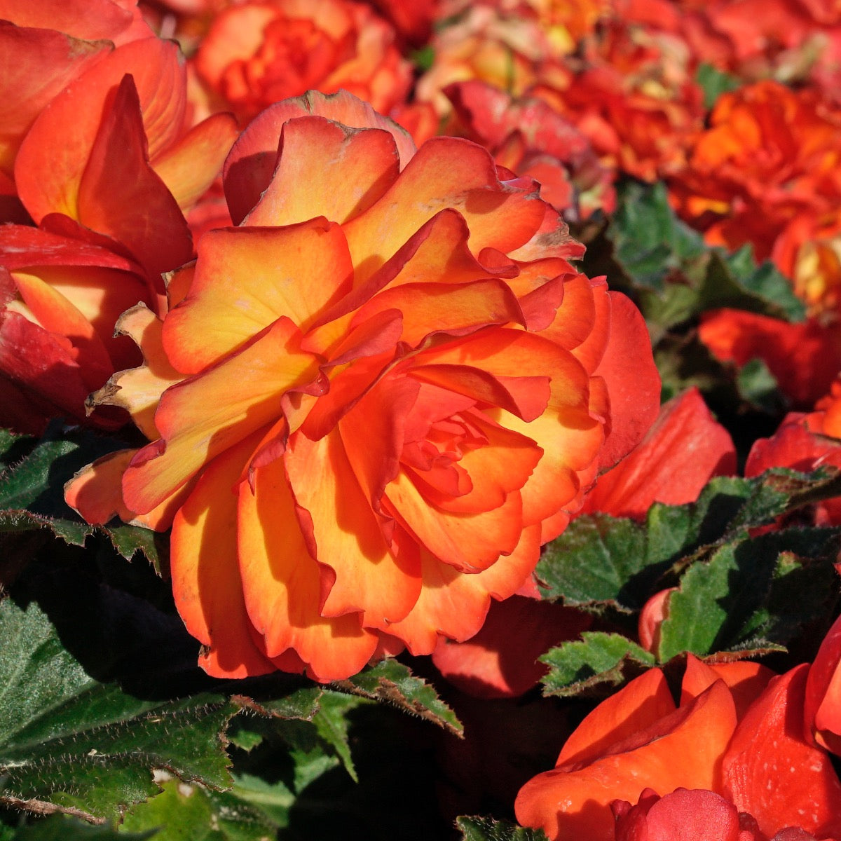 Begonia On Top Sunglow