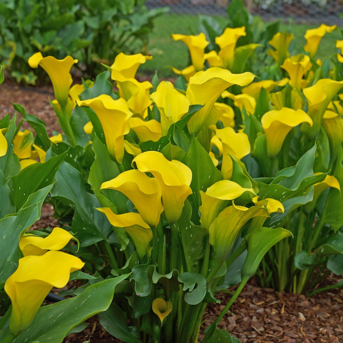 Zantedeschia Captain Solo