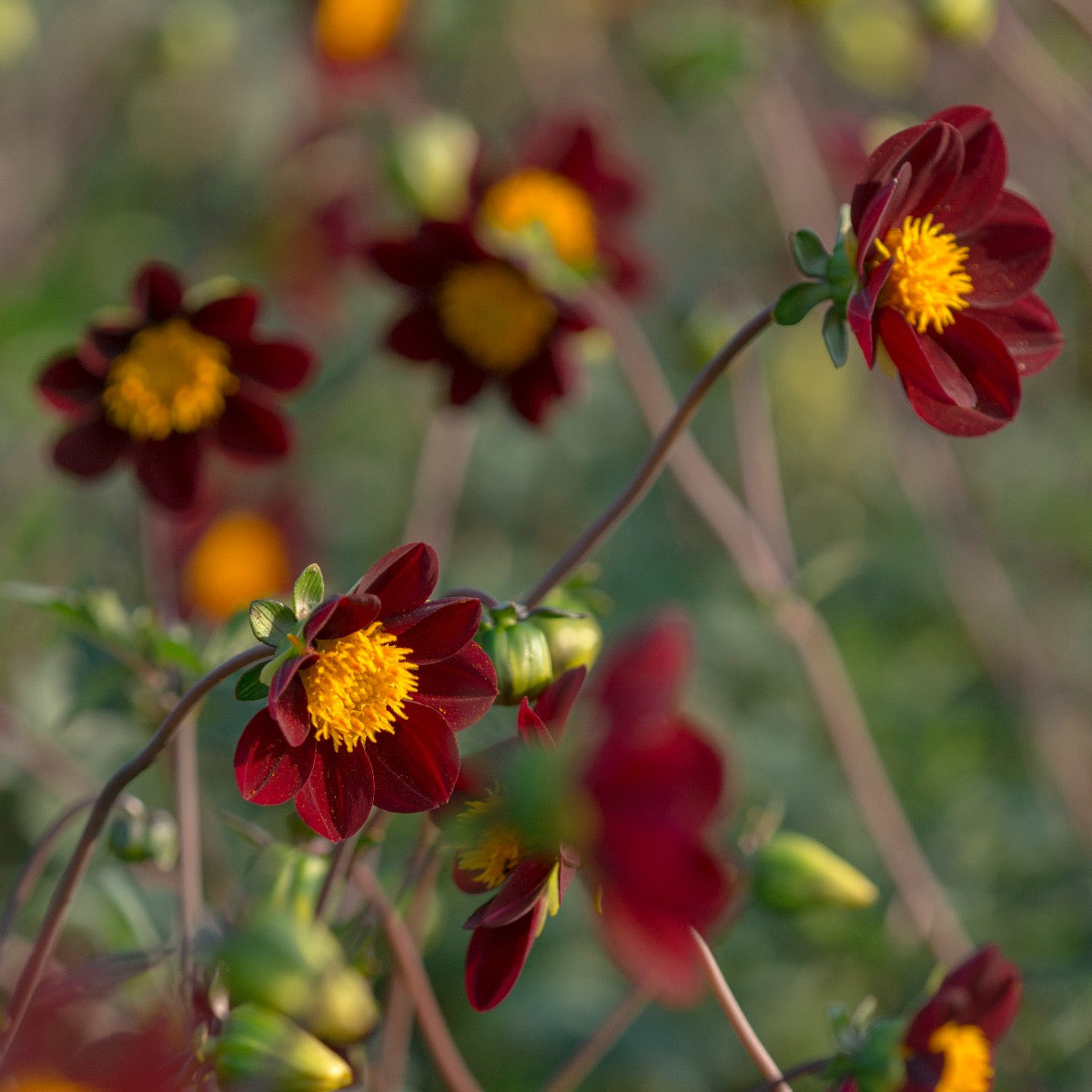 Dahlia Mexican Star