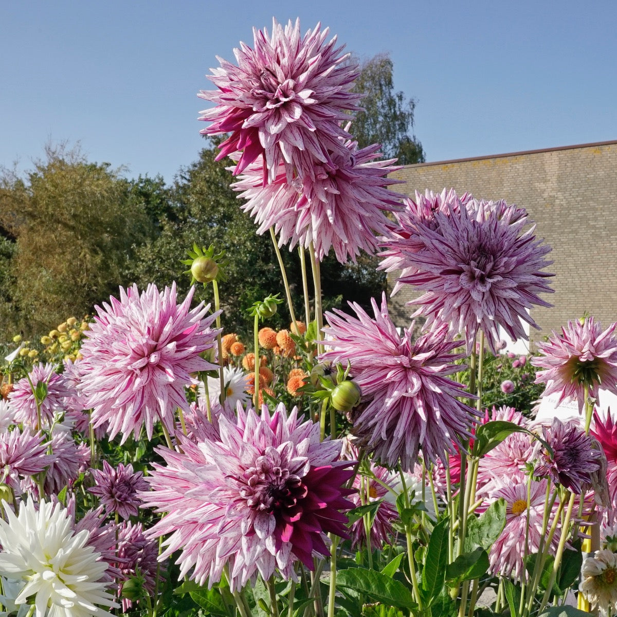 Dahlia Hy Trio