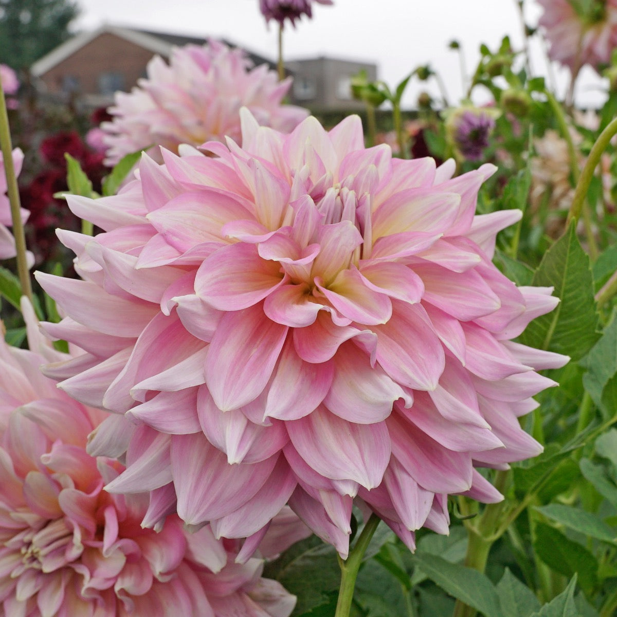 Dahlia Strawberry Ice