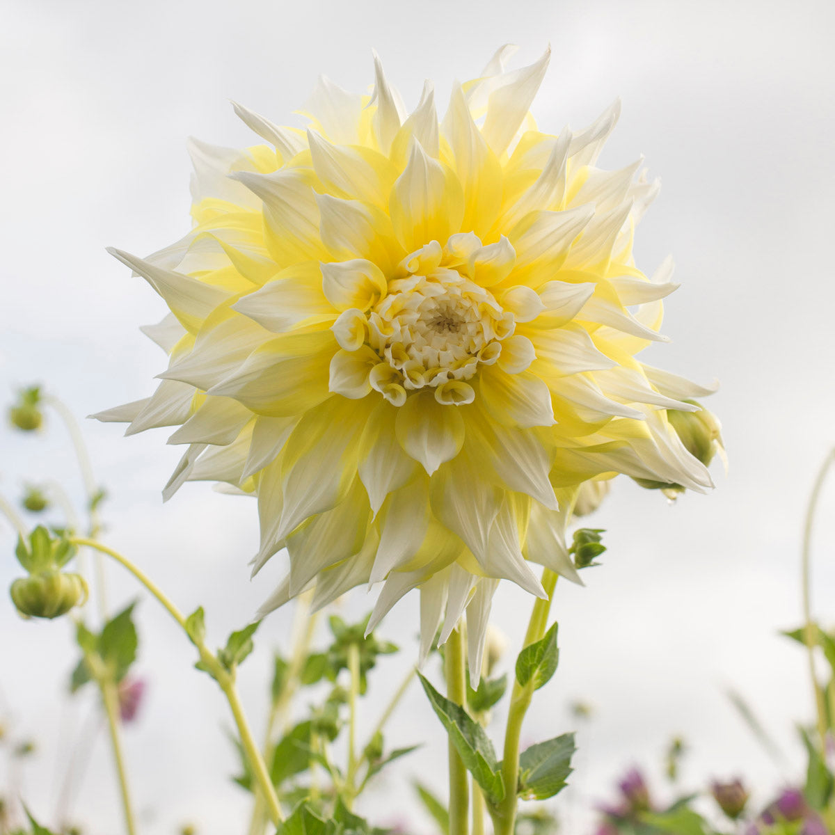 Dahlia Grand Prix