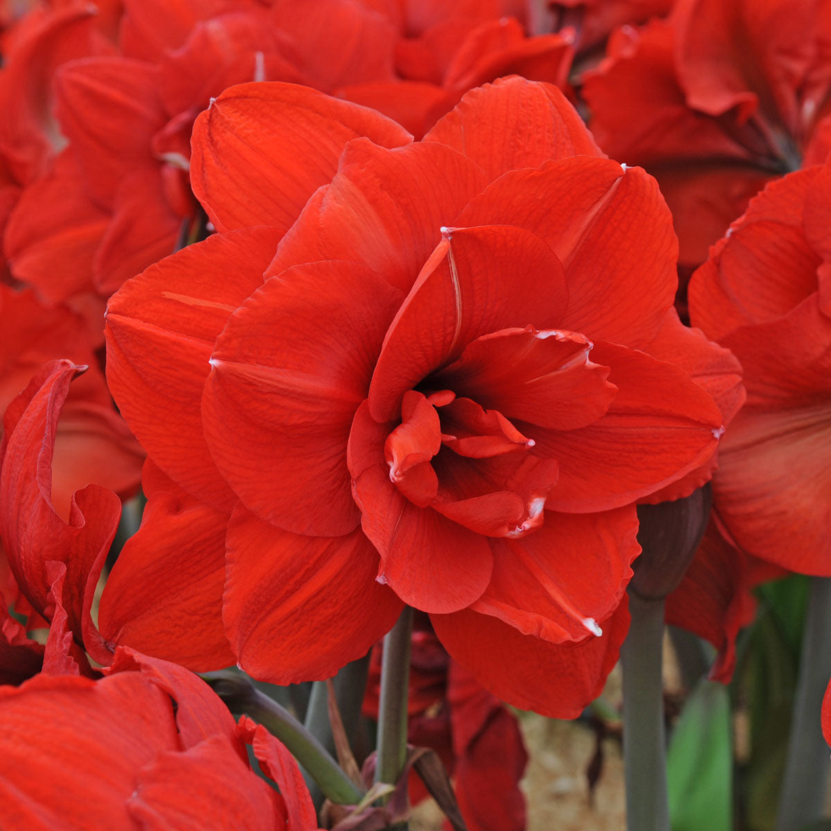 Amaryllis Double King