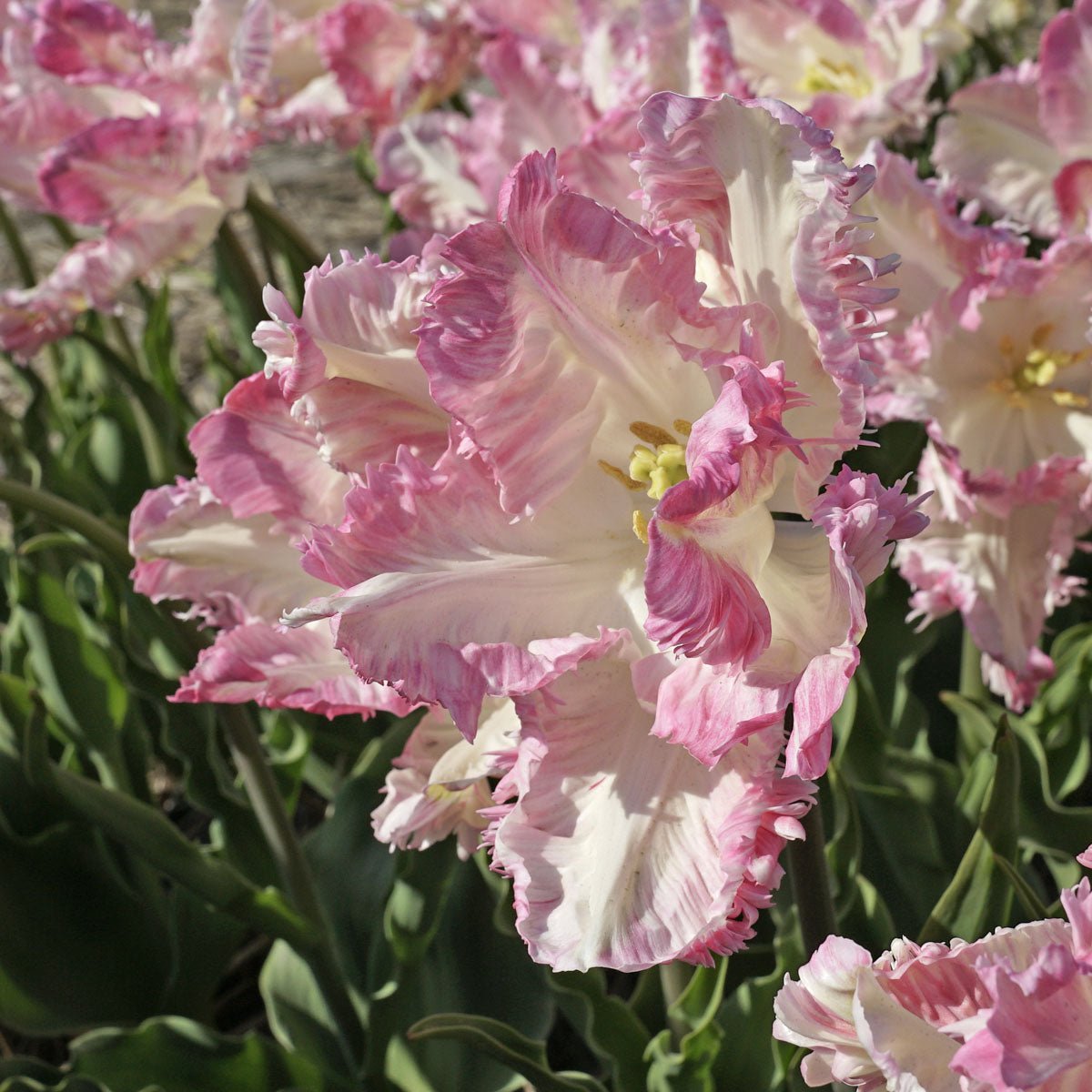 Cabanna - Tulips - Fluwel