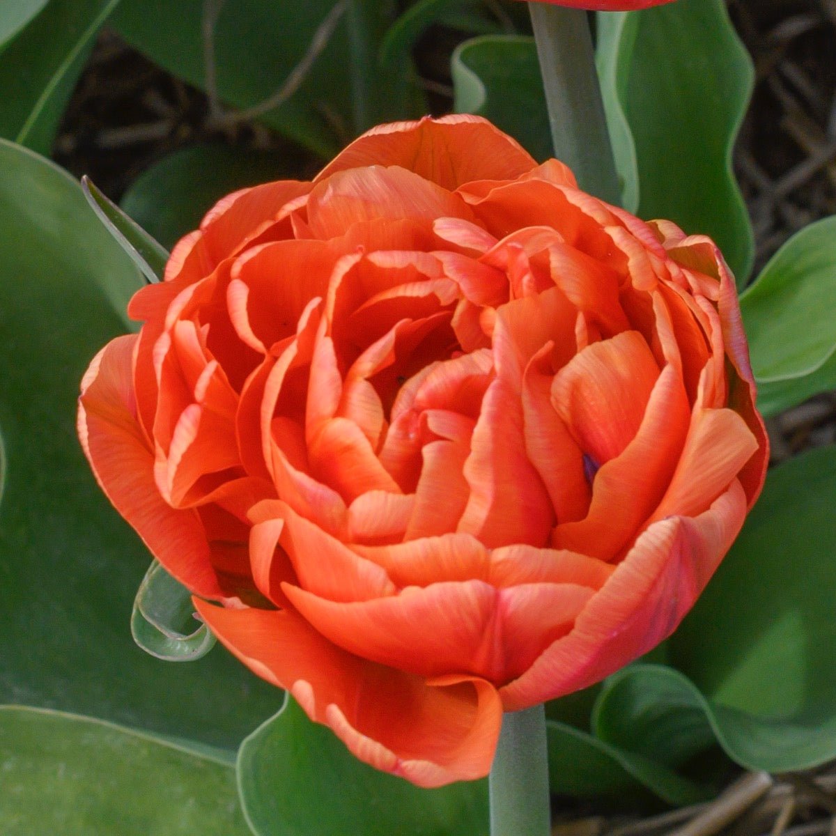 Caracas - Tulips - Fluwel