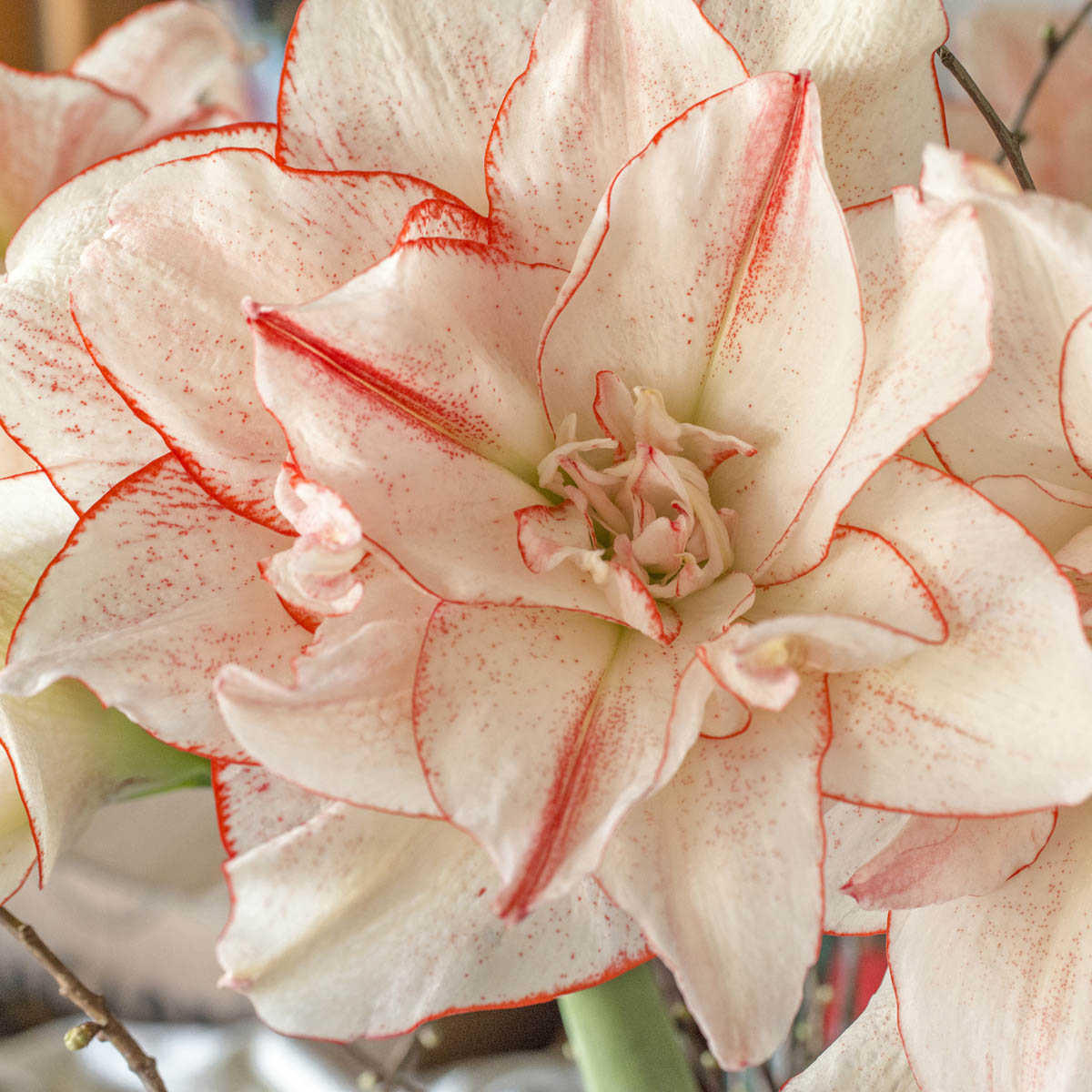 Amaryllis Amadeus Striped