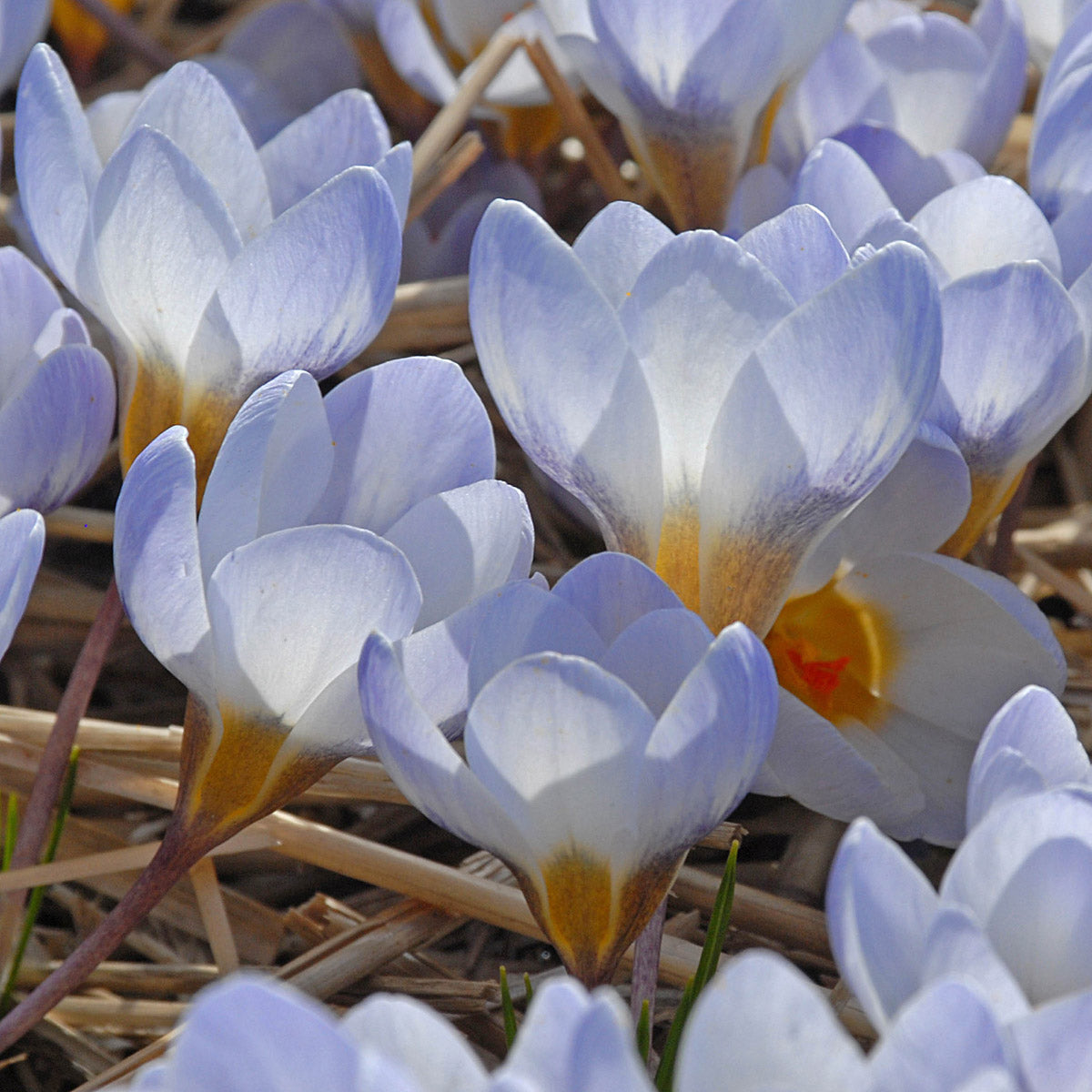 Crocus chrysanthus Blue Pearl