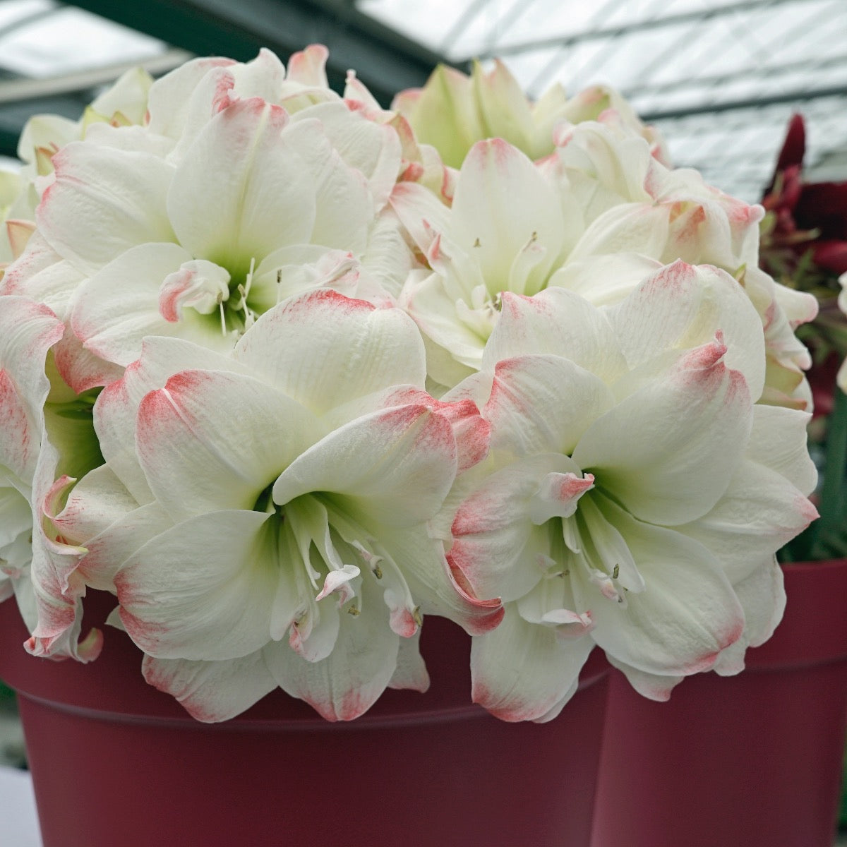 Amaryllis Amadeus Candy