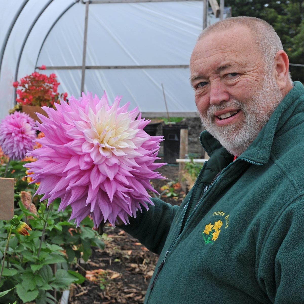 Dahlia Sir Alf Ramsey