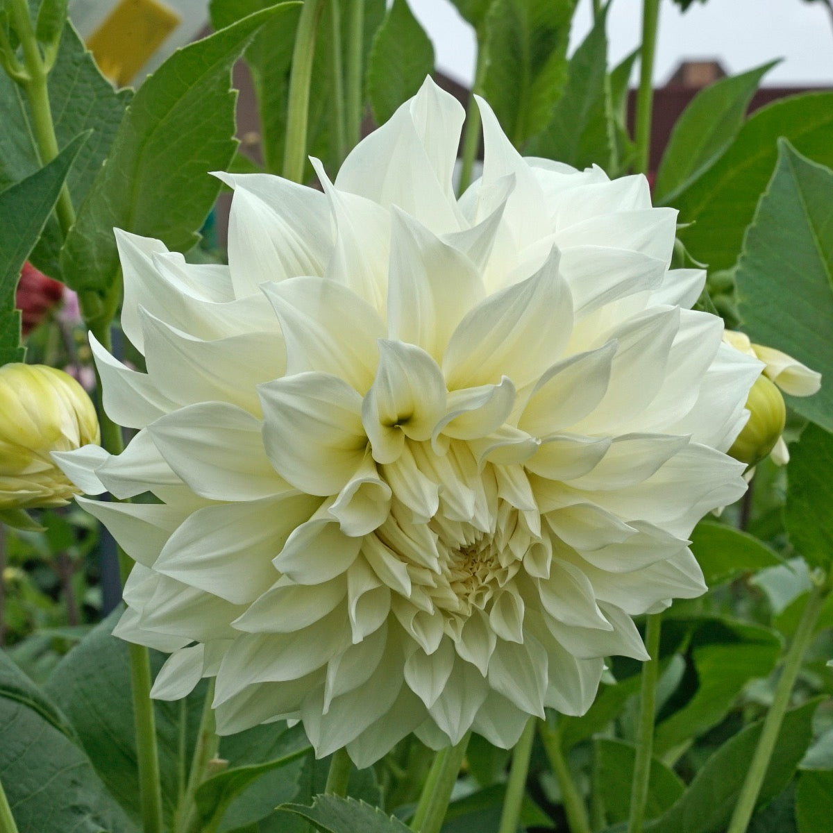 Dahlia Café au Lait Supreme